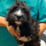 Wasserhund Mischling Reef, 05/2025, Endgröße ca. 45 cm