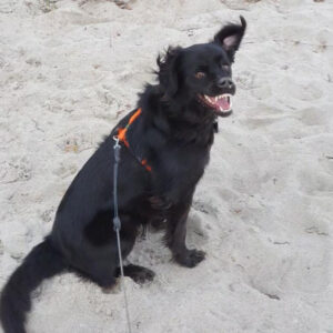 Regenbogenbrücke Buddy - SALVA Hundehilfe e.V.