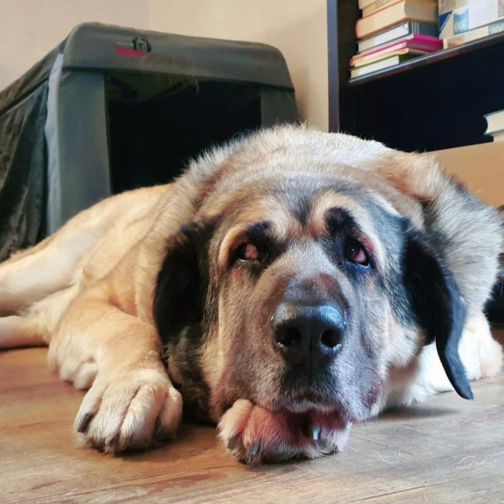 Regenbogenbrücke Pumbaa - SALVA Hundehilfe e.V.