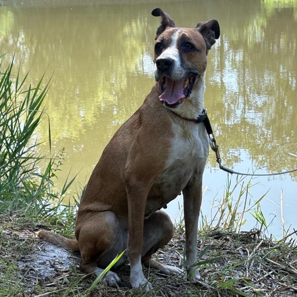 Boxer Mischling Reina, 10/2016, ca. 45 cm, 29410 Salzwedel