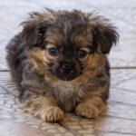 Yorkshire Terrier Mischling Risto, 06/2025, Endgröße ca. 30 cm