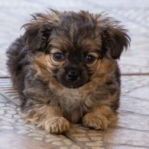 Yorkshire Terrier Mischling Risto, 06/2025, Endgröße ca. 30 cm