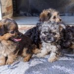 Yorkshire Terrier Mischling Risto, 06/2025, Endgröße ca. 30 cm