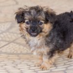 Yorkshire Terrier Mischling Risto, 06/2025, Endgröße ca. 30 cm