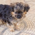 Yorkshire Terrier Mischling Risto, 06/2025, Endgröße ca. 30 cm