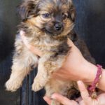 Yorkshire Terrier Mischling Risto, 06/2025, Endgröße ca. 30 cm