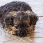 Yorkshire Terrier Mischling Risto, 06/2025, Endgröße ca. 30 cm