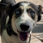 Husky Border Collie Mischling Rita, 10/2022, ca. 55 cm