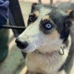Husky Border Collie Mischling Rita, 10/2022, ca. 55 cm