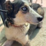 Husky Border Collie Mischling Rita, 10/2022, ca. 55 cm