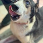 Husky Border Collie Mischling Rita, 10/2022, ca. 55 cm