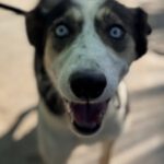 Husky Border Collie Mischling Rita, 10/2022, ca. 55 cm