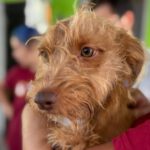 Podenco Terrier Mischling Ron Weasley, 02/2025, Endgröße ca. 40 cm