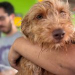 Podenco Terrier Mischling Ron Weasley, 02/2025, Endgröße ca. 40 cm