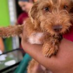 Podenco Terrier Mischling Ron Weasley, 02/2025, Endgröße ca. 40 cm