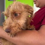 Podenco Terrier Mischling Ron Weasley, 02/2025, Endgröße ca. 40 cm
