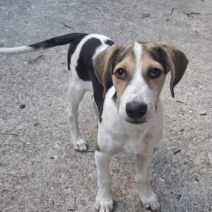 Beagle Mischling Salt, 03/2025, Endgröße ca. 45 cm