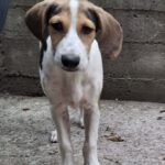 Beagle Mischling Salt, 03/2025, Endgröße ca. 45 cm