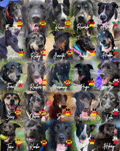 SALVA Motto Schwarze Hunde