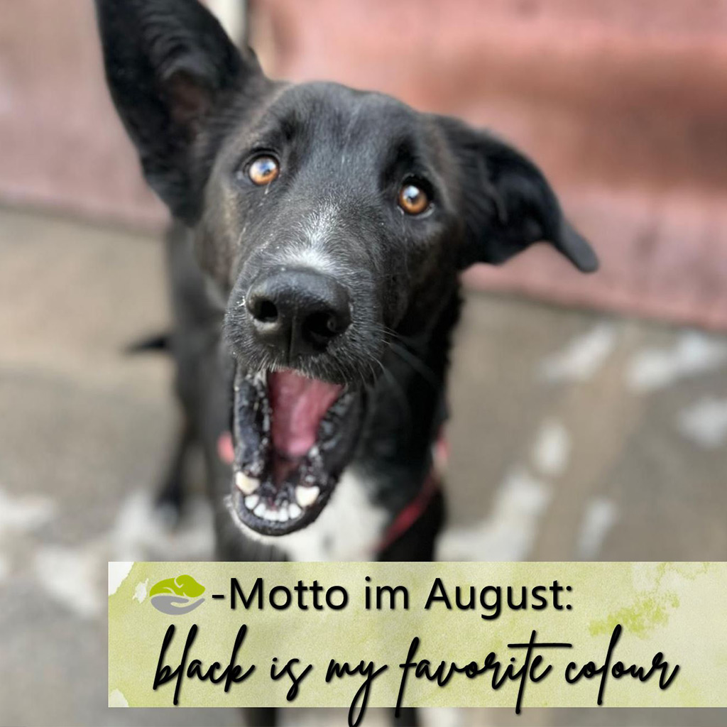 SALVA Motto Schwarze Hunde