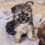Yorkshire Terrier Mischling Samu, 06/2025, Endgröße ca. 30 cm