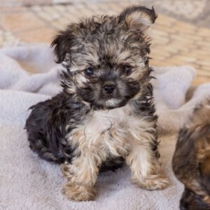 Yorkshire Terrier Mischling Samu, 06/2025, Endgröße ca. 30 cm
