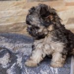 Yorkshire Terrier Mischling Samu, 06/2025, Endgröße ca. 30 cm