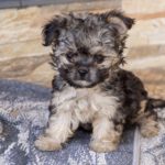 Yorkshire Terrier Mischling Samu, 06/2025, Endgröße ca. 30 cm
