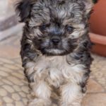 Yorkshire Terrier Mischling Samu, 06/2025, Endgröße ca. 30 cm