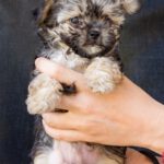 Yorkshire Terrier Mischling Samu, 06/2025, Endgröße ca. 30 cm