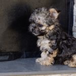 Yorkshire Terrier Mischling Samu, 06/2025, Endgröße ca. 30 cm