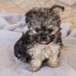 Yorkshire Terrier Mischling Samu, 06/2025, Endgröße ca. 30 cm