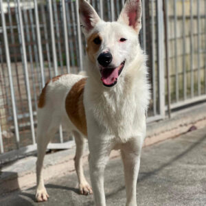 Mischling Santiago, 08/2020, ca. 55 cm