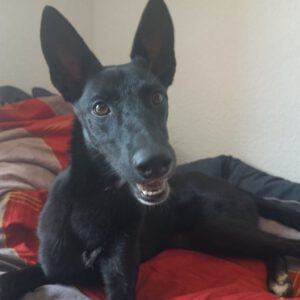 Malinois Podenco Mischling Saskia, 11/2024, Endgröße ca. 40 cm, 04318 Leipzig