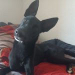 Malinois Podenco Mischling Saskia, 11/2024, Endgröße ca. 40 cm, 04318 Leipzig