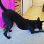 Malinois Podenco Mischling Saskia, 11/2024, Endgröße ca. 40 cm, 04318 Leipzig