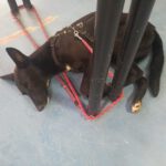 Malinois Podenco Mischling Saskia, 11/2024, Endgröße ca. 40 cm, 04318 Leipzig