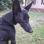 Malinois Podenco Mischling Saskia, 11/2024, Endgröße ca. 40 cm, 04318 Leipzig