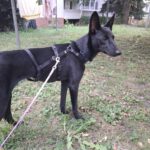 Malinois Podenco Mischling Saskia, 11/2024, Endgröße ca. 40 cm, 04318 Leipzig
