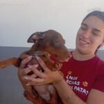 Podenco Maneto Pinscher Mischling Silvia, 04/2025, Endgröße ca. 30 cm