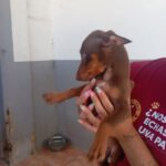 Podenco Maneto Pinscher Mischling Silvia, 04/2025, Endgröße ca. 30 cm