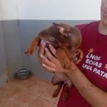 Podenco Maneto Pinscher Mischling Silvia, 04/2025, Endgröße ca. 30 cm
