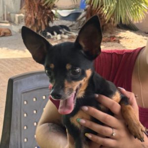 Pinscher Simba, 08/2020, ca. 26 cm