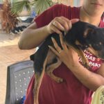 Pinscher Simba, 08/2020, ca. 26 cm
