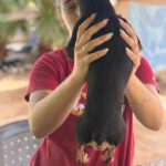 Pinscher Simba, 08/2020, ca. 26 cm