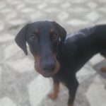Dobermann Snoop Dog, 01/2024, ca. 65 cm