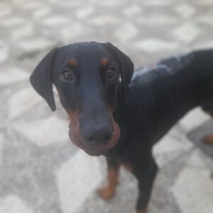 Dobermann Snoop Dog, 01/2024, ca. 65 cm
