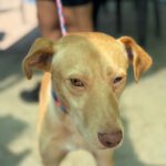 Podenco Snoopy, 08/2023, ca. 45 cm
