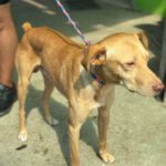 Podenco Snoopy, 08/2023, ca. 45 cm