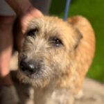 Terrier Mischling Suzie, 08/2021, ca. 43 cm
